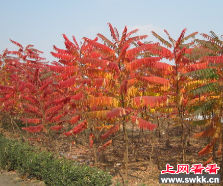 火炬树生长过于旺盛 工作人员进行修剪