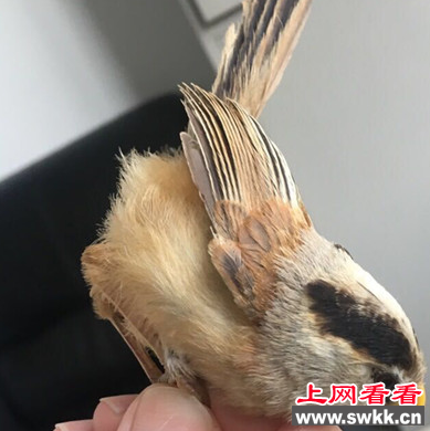 盐城边防官兵救治一只“怪鸟” 竟是国家保护动物震旦鸦雀