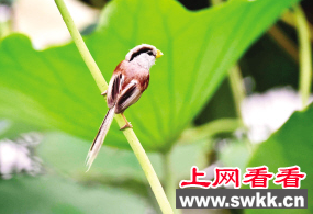 长虹公园现珍稀鸟类震旦鸦雀