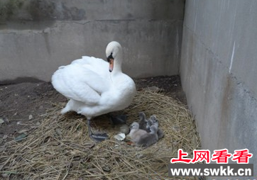 上海动物园疣鼻天鹅诞生小宝宝