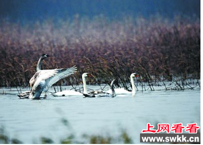 时隔30年 疣鼻天鹅再次光临野鸭湖