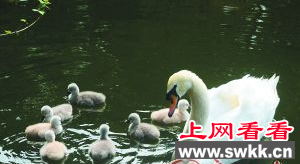 深圳野生动物园诞生7只疣鼻天鹅幼鸟