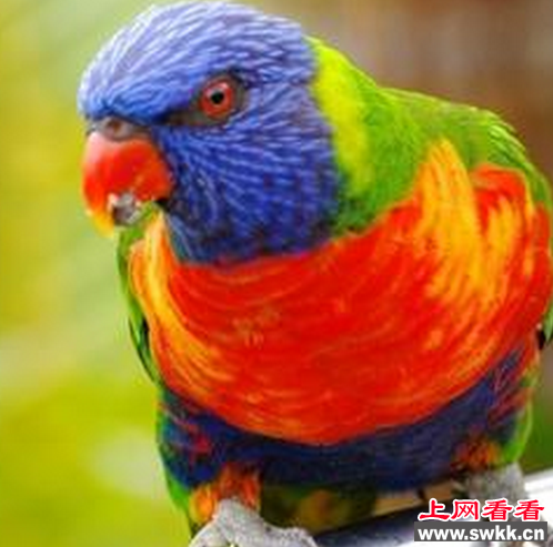 聪明鹦鹉成证人 指认杀人凶手