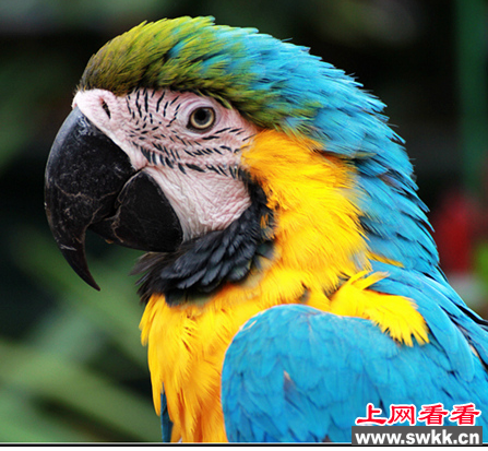两男子倒卖鹦鹉被判刑
