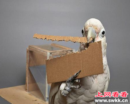 神奇鹦鹉竟会自己制作工具获取食物！