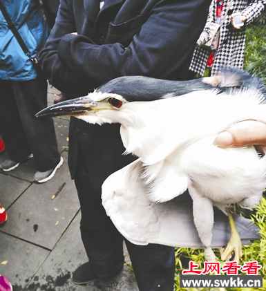 夜鹭被困竹林 市民消防接力解救