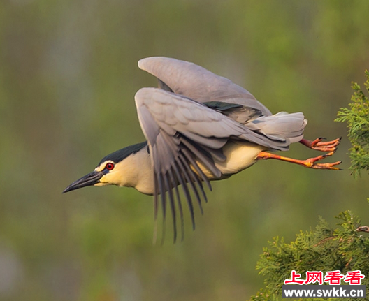 兴凯湖保护区飞来2100多只夜鹭 属国家保护动物