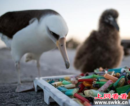 信天翁与废弃打火机怒目相对