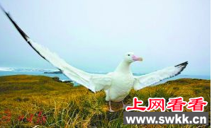 为拯救信天翁 科学家为其搬家