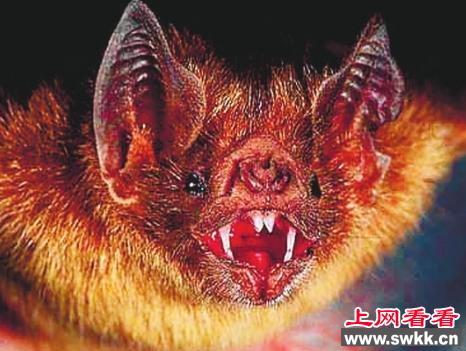 11名秘鲁儿童被吸血蝙蝠咬伤患病致死