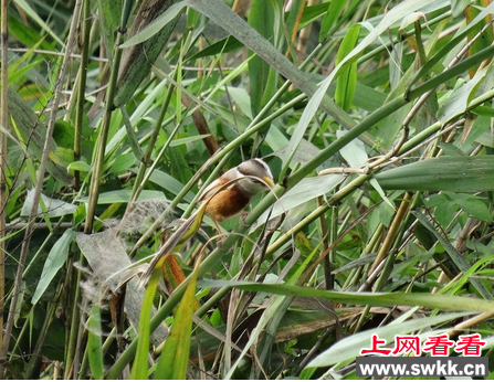 震旦鸦雀