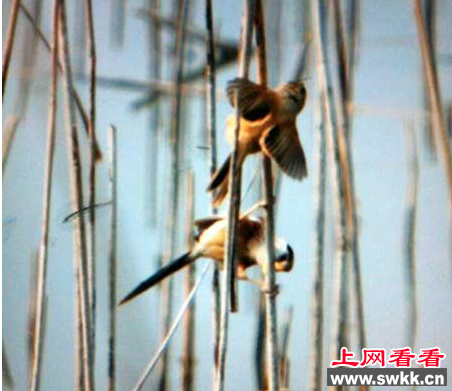 沛县微山湖千岛湿地惊现震旦鸦雀