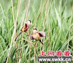 国家一级保护动物：震旦鸦雀