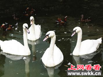 四只疣鼻天鹅现身济南动物园