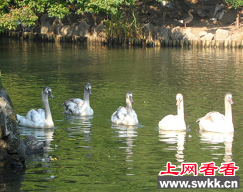 五只疣鼻天鹅幼鸟被放入天鹅湖