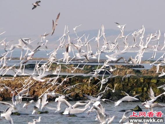 石雀滩海鸥翔集 颇为壮观