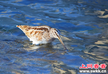 扇尾沙锥现身新疆哈巴河
