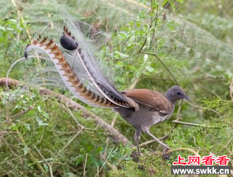 鸟类中的模仿达人：琴鸟