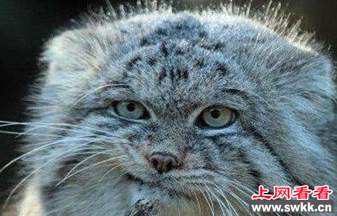 帕拉斯猫：500万年从未被训化