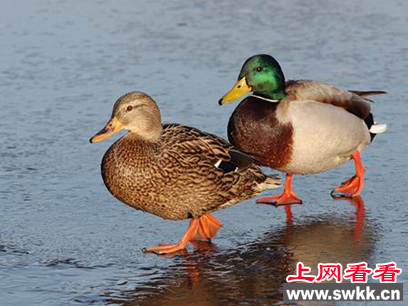 南昌市区惊现珍稀动物绿头鸭