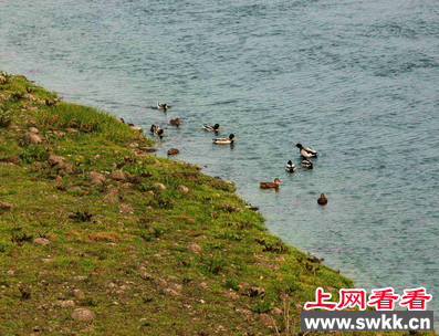 珍稀动物绿头鸭现身清江