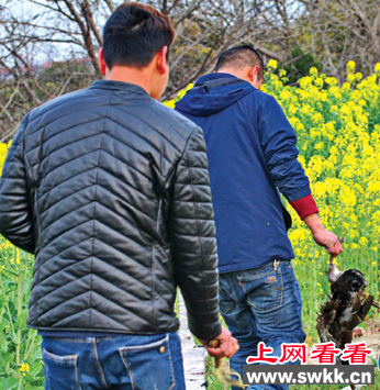 南通珍禽绿头鸭被不法分子用弹弓射杀