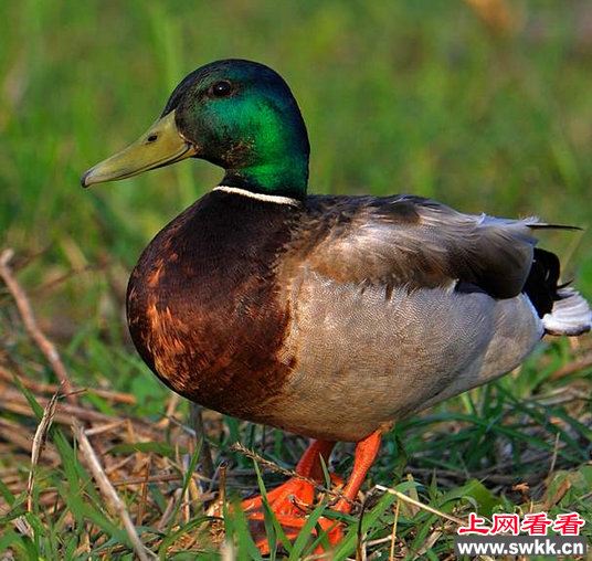 农家乐笼中收缴6只绿头鸭 最后被放归大自然