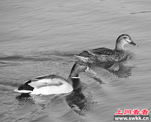 寒冬天！阿克齐湿地竟来了一群绿头鸭