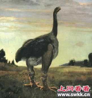 科学家从恐鸟化石中提取出DNA