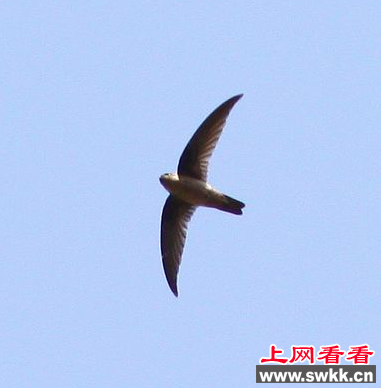 越南养殖场金丝燕体检查出H5N1型禽流感病毒
