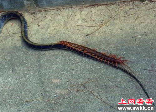 巨人蜈蚣大战长蛇：结果超意外