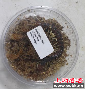 巨人蜈蚣“偷袭”重庆未遂被截获