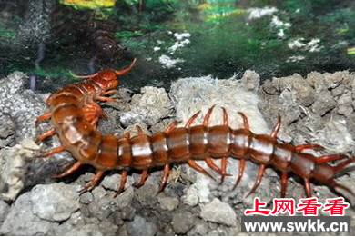 俄罗斯发现新型蜈蚣 体长最长达70cm！