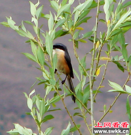 灰背伯劳：高原湿地鸣禽