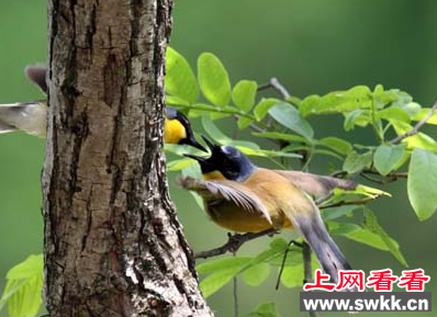 江西婺源林中惊现黄喉噪鹛