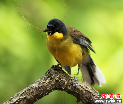 黄喉噪鹛种群安家婺源