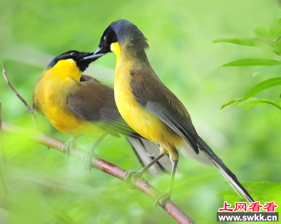 江西月亮湾自然保护小区迎来黄喉噪鹛种群