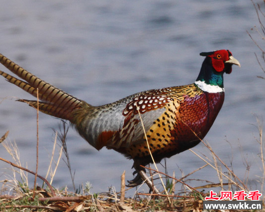 环颈雉