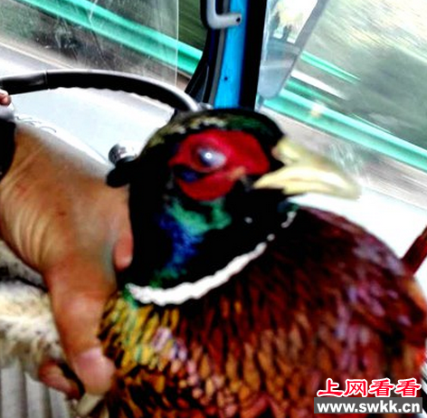 环颈雉飞进高速行驶的货车内 司机抓住后放生