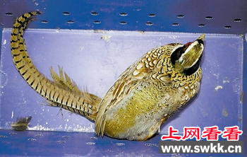环颈雉