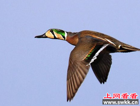 花脸鸭首次现身淇河湿地公园