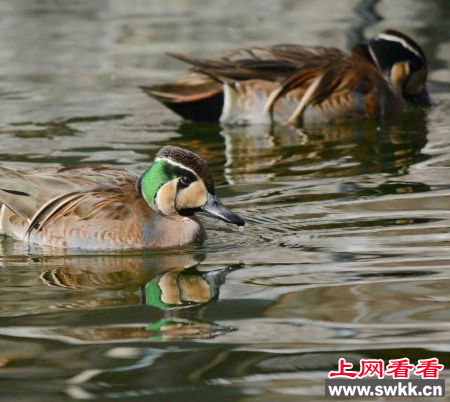 黄河湿地首现珍稀花脸鸭