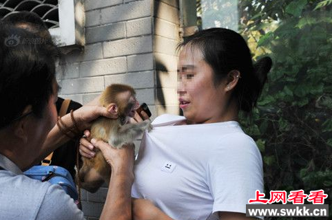 女游客与猴子合影惨遭袭胸！