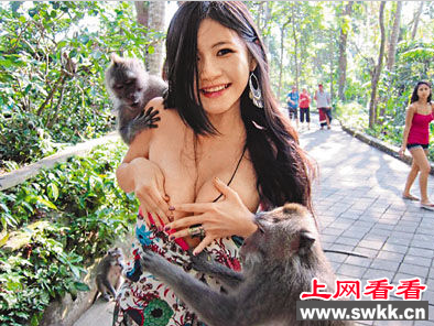 台湾美女遭猴子袭胸？或是故意炒作