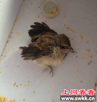 老太从猫口嘴里救下红尾伯劳 却不知如何喂养