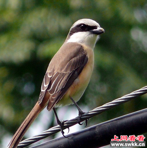 红尾伯劳过境 被人类大量捕杀