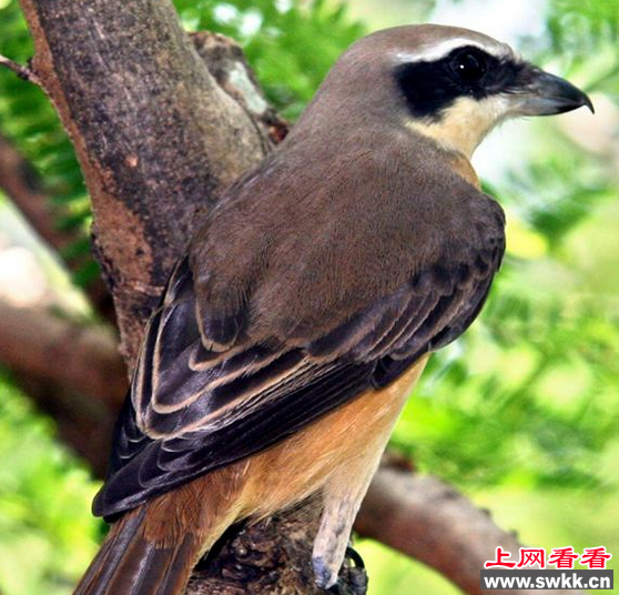 红尾伯劳