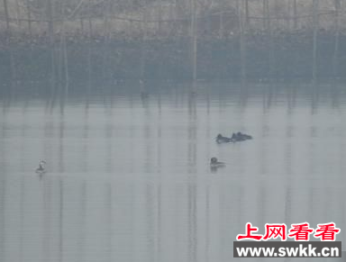湖北长湖湿地自然保护区惊现保护动物红头潜鸭