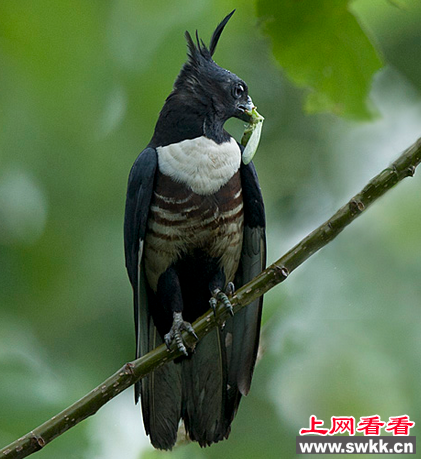 黑冠鹃隼