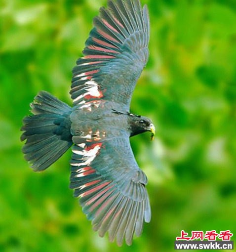 陕西首次发现二级保护动物黑冠鹃隼
